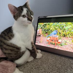Ares, kitten, available for adoption