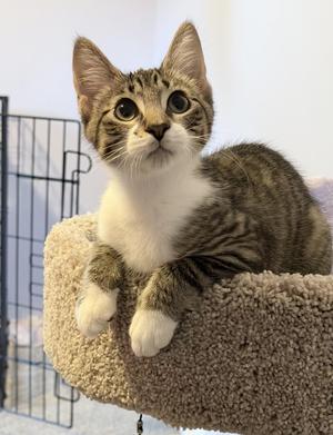Arelius, kitten, available for adoption