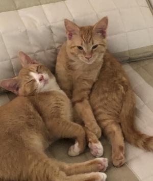 Two orange cats lying on a quilted surface, one sleeping and the other looking at the camera.