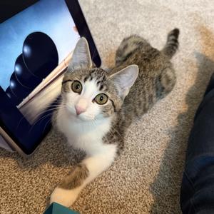 Zeus, kitten, available for adoption