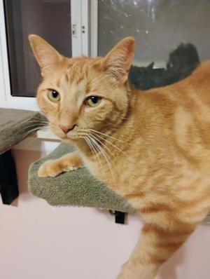 Rusty, adult, available for adoption