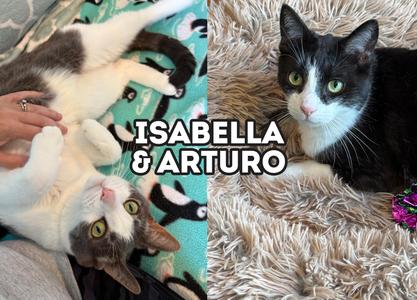 Isabella & Arturo (Bonded Pair), adult, available for adoption