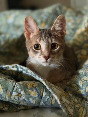 Rookie, kitten, available for adoption