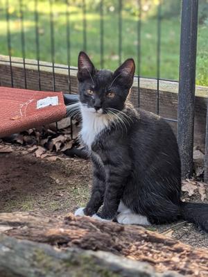 A black and white cat sitting on a log in a backyard.