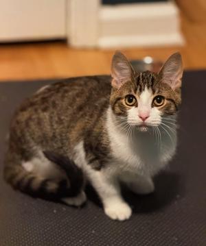 Banks, kitten, available for adoption