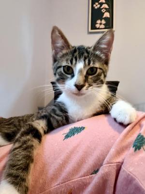 Maximus, kitten, available for adoption