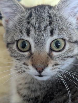 Close-up of a tabby cat with green eyes