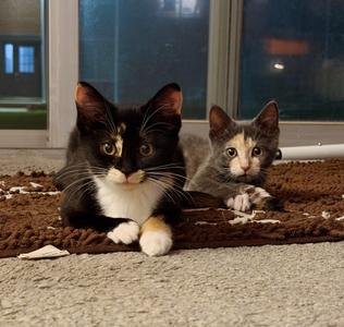 Clove & Rue (Bonded Pair), kitten, available for adoption