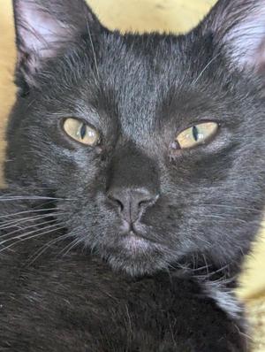 Close-up of a black cat with yellow eyes