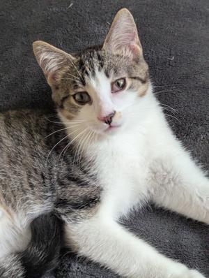 Tom, kitten, available for adoption