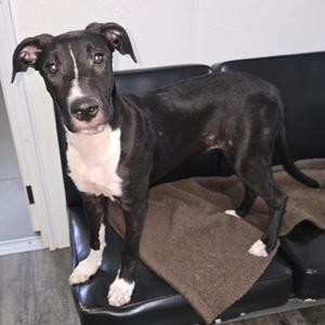 TESS, Mixed Breed (Medium), adult, available for adoption
