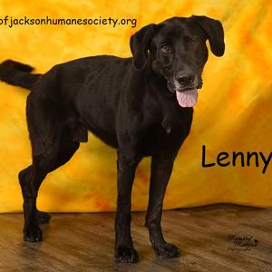 LENNON "LENNIE", Shepherd, adult, available for adoption