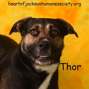 THOR, Shepherd, German, adult, available for adoption