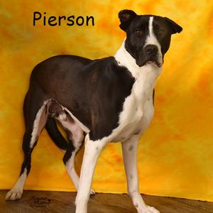 Pierson, Shepherd, Anatolian, adult, available for adoption