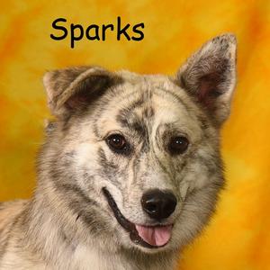 SPARKS, Pyrenees, Great, adult, available for adoption