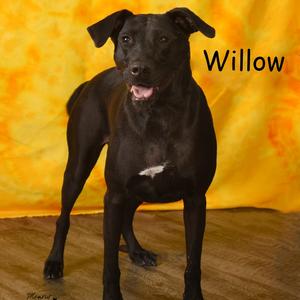 Willow, Retriever, Black Labrador, adult, available for adoption