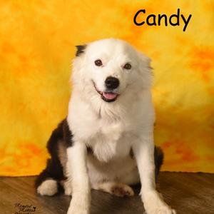 Candy, Collie, adult, available for adoption