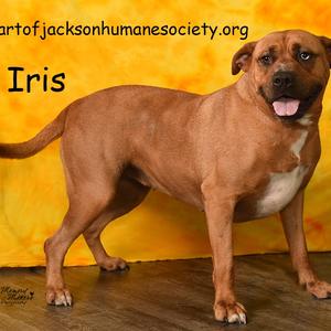 IRIS, Black Mouth Cur, adult, available for adoption