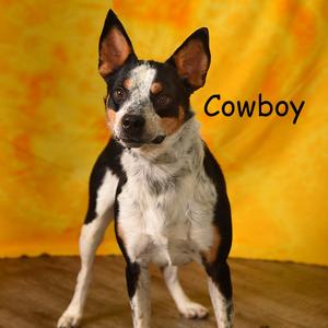 COWBOY, Queensland Heeler, adult, available for adoption
