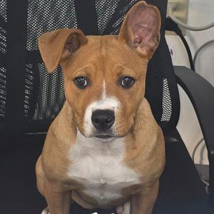 POSEY, Boxer, adult, available for adoption