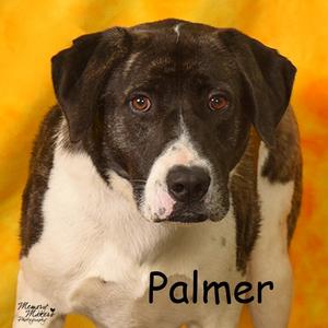 Palmer, Shepherd, Anatolian, adult, available for adoption