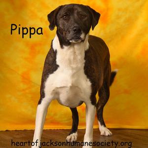 Pippa, Shepherd, Anatolian, adult, available for adoption