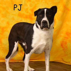 PJ, Shepherd, Anatolian, adult, available for adoption