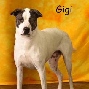 GG a.k.a. Peris, Shepherd, Anatolian, adult, available for adoption