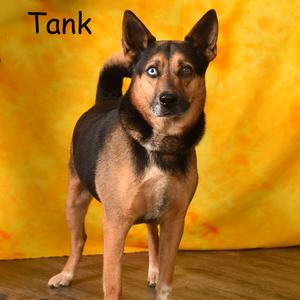 TANK, Shepherd, German, adult, available for adoption