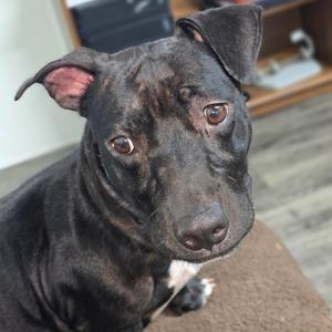 A black dog with a white patch on its chest, sitting on a carpeted floor and looking directly at the camera.