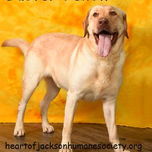 BUSTER YELLOW, Retriever, Yellow Labrador, adult, available for adoption