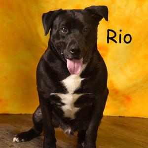 Reo, Retriever, Black Labrador, adult, available for adoption