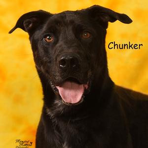 CHUNKER, Retriever, Black Labrador, adult, available for adoption