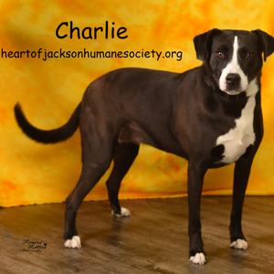 CHARLIE, Retriever, Black Labrador, adult, available for adoption