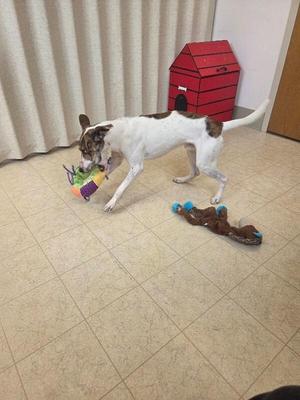 A white dog with brown spots is playing with a colorful toy on a tiled floor. In the background, there is a red dog house and another toy on the floor.