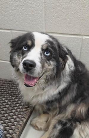 A dog with blue eyes and a black and white coat sitting on a textured surface.