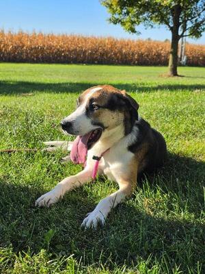 Sarge, Labrador Retriever, adult, available for adoption