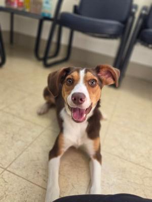 Chi, Beagle, adult, available for adoption