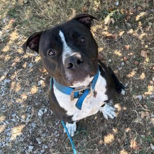 A black and white dog with a blue collar and leash, looking up at the camera.