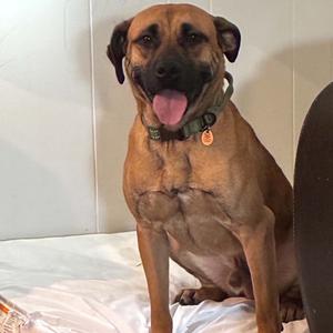 Dewey, Mastiff, adult, available for adoption