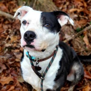 Nebula, Terrier, American Pit Bull, senior, available for adoption