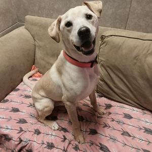 A light-colored dog with a red collar sitting on a pink blanket with black arrow patterns on a beige couch.