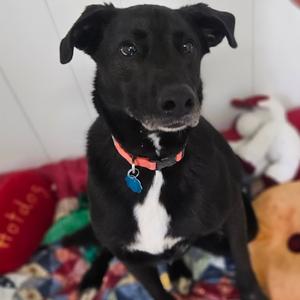 Nova, Retriever, Black Labrador, adult, available for adoption