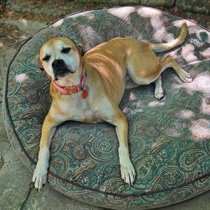 A tan and white dog with a pink collar lies on a large, round, patterned cushion.