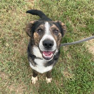 Newt, Collie, adult, available for adoption