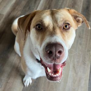 A close-up of a happy dog with a light brown and white coat, looking up with its mouth open and tongue out.
