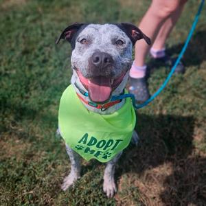 Retro, Retriever, Labrador, adult, available for adoption