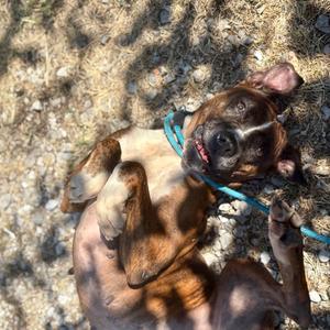 Portia, Boxer, adult, available for adoption