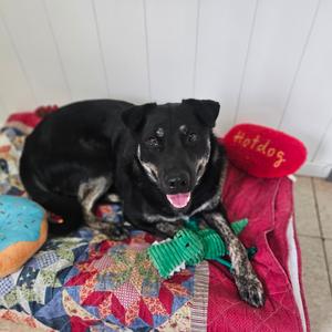 Blueberry, Shepherd, adult, available for adoption
