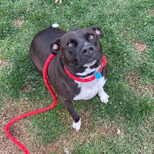 A black and white pitbull dog with a red collar and leash looks up at the camera.